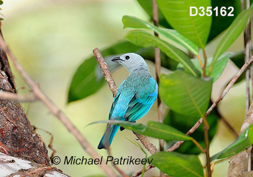 Blue-gray Tanager (Thraupis episcopus nesophilia)